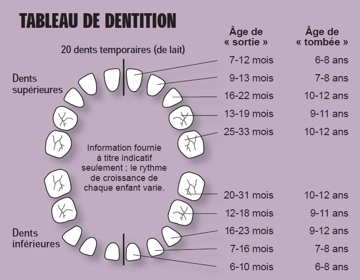 Les Dents Et Leur Numerotation Antiseches De Consultation En Medecine Generale